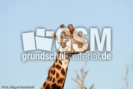 Giraffe (57 von 94).jpg